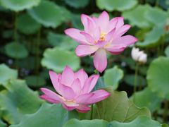 -莲花池公园