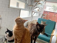 -喵屿·大理花园猫咖