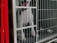 -菲尔斯特宠物医院