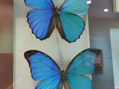 -上海昆虫博物馆