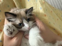 -宠颐生宠物医院·心肾内科·猫专科诊疗中心宠巢店