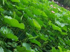 -成都天府丽都喜来登饭店