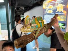 -上海大自然野生昆虫馆(东方明珠·爬宠昆虫探索中心)