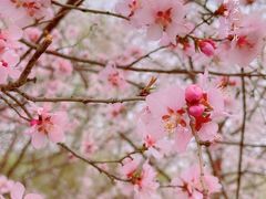 -桃花堤公园