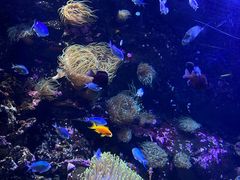 -悉尼海洋生物水族馆