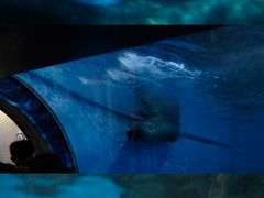 -上海海洋水族馆