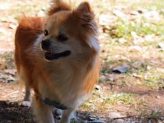 -长白岛森林公园