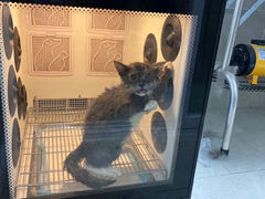 -叮叮猫咪生活馆