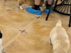 -Let's go狗咖·猫咖·奶狗·桌游(春熙路IFS店)