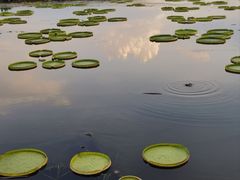 -荷塘月色湿地公园·向阳花洲
