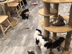 -楼上猫咖(罗湖店)