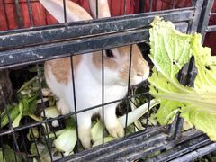 -小鱼草莓采摘园农家乐·小鱼餐厅