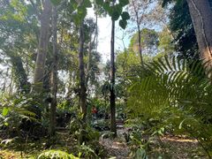 -中国科学院西双版纳热带植物园