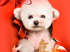 -读宠于你·约克夏比熊·睫角守宫·爬宠售卖(高新店)