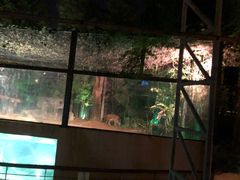 -清迈夜间动物园