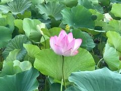 -羊山湖公园