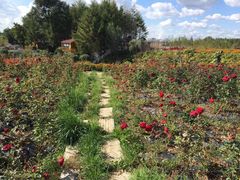 -北纬44度·金珠花海休闲农业旅游景区