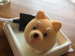 -柴犬高等学院·狗咖·柴犬售卖·宠物训练