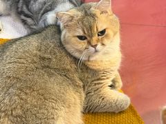 -和它·交个朋友·狗咖猫咖(爱琴海店)