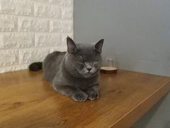 -平行世界·猫咖(首经贸店)