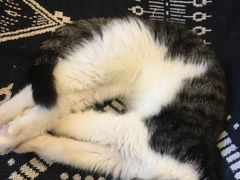 -平行世界·猫咖(首经贸店)