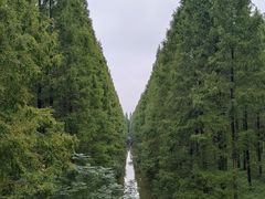 -黄海国家森林公园