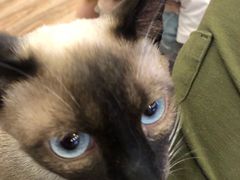 -猫的茶·猫咖