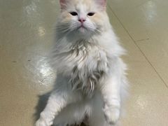 -藏猫猫咖啡主题馆(中央大道店)