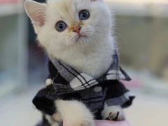 -lincat·猫舍(广州店)