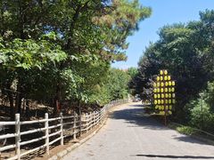 -大塘金香草谷