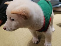 -逗柴咖啡屋·狗咖猫咖宠物桌游