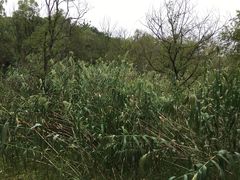 -西湖风景区-江洋畈生态公园
