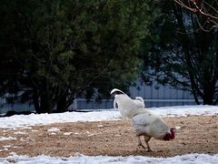 -春风习习