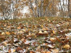 -乌兰布统景区-白桦林