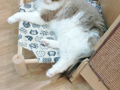 -滚猫咖啡·猫咖·猫友好撸猫(未来城店)