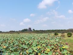 -上海海湾国家森林公园