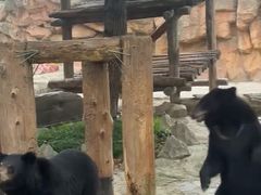 -上海野生动物园老虎餐厅