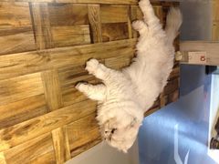 猫语时光咖啡书吧-小时光咖啡馆(开森度假森林店)