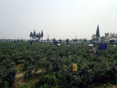 -金谷域澳洲庄园