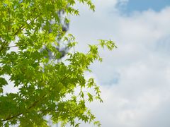 -顾村公园