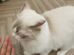 -酷豆宠物咖啡·宠物美食·撸猫馆