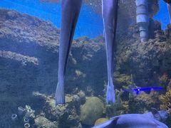 -合肥海洋世界