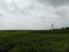 -吴淞炮台湾湿地森林公园烧烤区