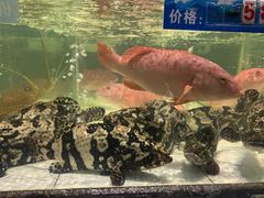 -太古汇海鲜姿造(延寿店)
