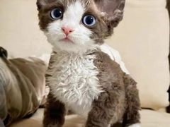 -山宅一喵德文卷毛猫舍
