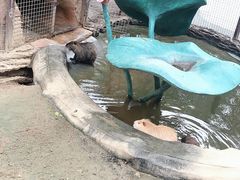 -青岛森林野生动物世界