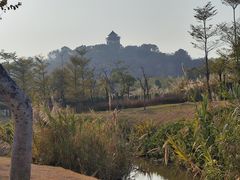 -王借岗森林公园