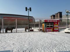 -沈阳奥体冰雪嘉年华