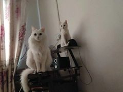 -牧马人宠物医院