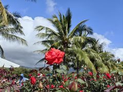 -亚龙湾国际玫瑰谷